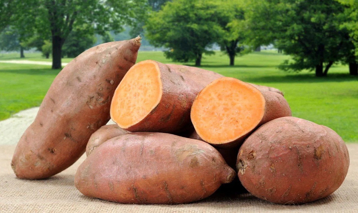 Специалисты научились создавать муку без глютена из батата