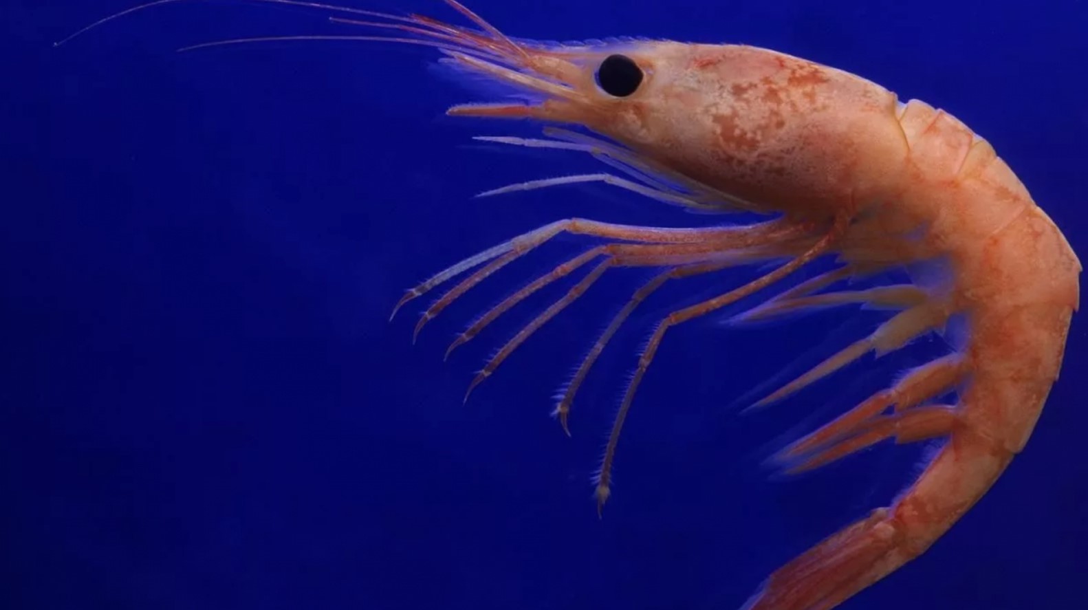 Криль и креветки признали природным антиоксидантом