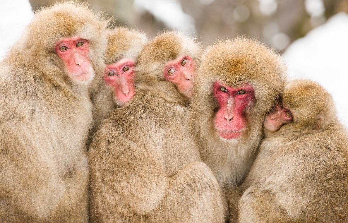 Ученые соединили мозг обезьяны с компьютером